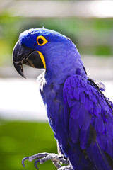 Hyacinth Macaw