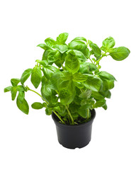 Basil