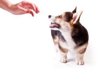 dog breed Welsh Corgi, Pembroke