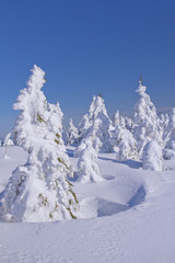 Fototapeta na wymiar Winter view of snow covered trees