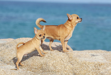 3 372 Nain Wall Murals Canvas Prints Stickers Wallsheaven