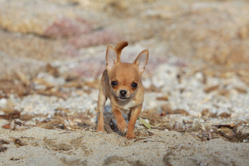 chihuahua marchant de face