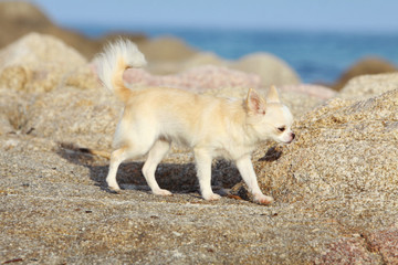 chihuahua en promenade sur les rochers