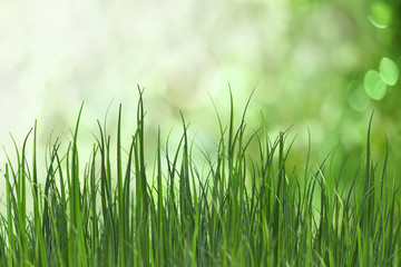 Fototapeta na wymiar Fresh grass