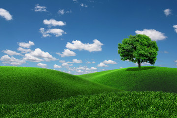 Fototapeta na wymiar One tree on a grass field