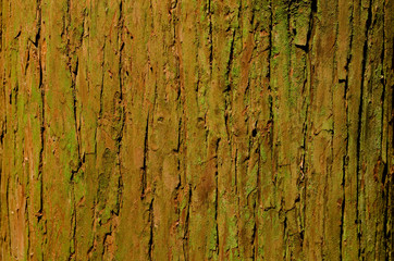 杉の大木の樹皮