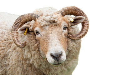 Fototapeta premium Sheep with horns