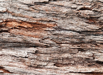 Tree Bark Texture