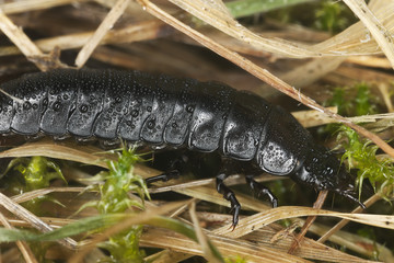 Ground beetle larva, macro photo
