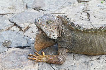Head and shoulders of a land iguana in Guayaquil, Ecuador