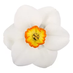 Deurstickers Narcis Enkele bloem van een narcis cultivar tegen een witte achtergrond
