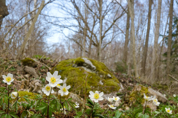 Fototapeta premium Springtime