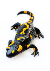 Fire Salamander(Salamandra salamandra)