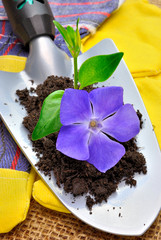 Fiore e terriccio su paletta da giardinaggio