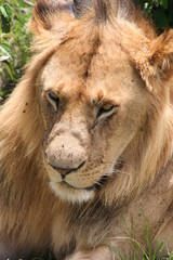 Lion, Masai Mara Game Reserve, Kenya