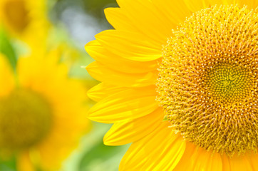 Fototapeta premium sunflower close up