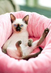 Thai kitten in pink pet bed