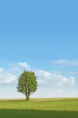 Green field and tree under blue sky