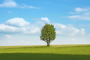 Green field and tree under blue sky