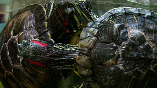 Two turtles from Australia
