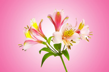 Colourful lilies against gradient background