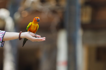 Parrot sitting on hand