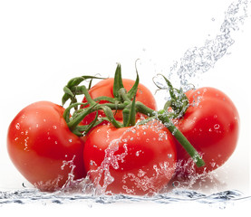 pomodori splash