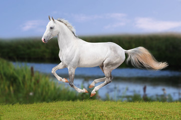Obraz na płótnie Canvas Biały koń na polu latem