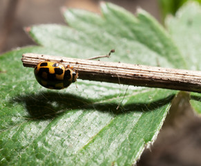 ladybird