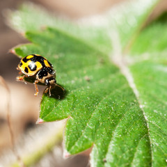 ladybird