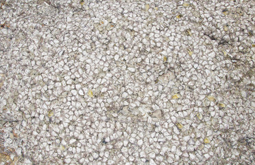 Shell wall background and texture