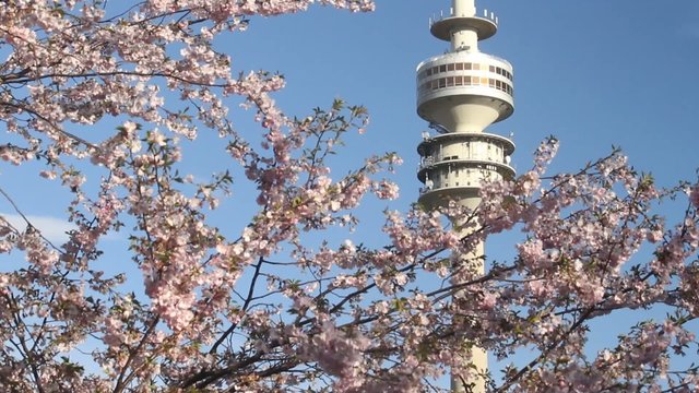 Kirschturm