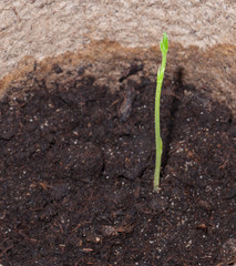 A pea sprout