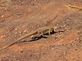 australian goanna