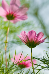 Flowers garden - beautiful cosmos flowers