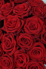 Group of red roses