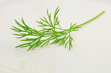 Dill