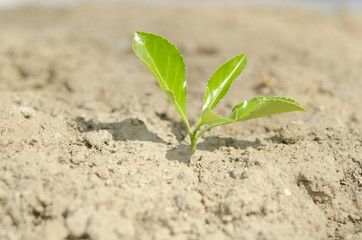 Green Sprout on Dry Soil