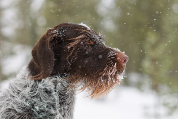 German wire-haired pointer