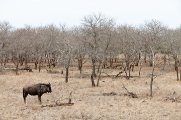 Wildebeest in a grey landscape