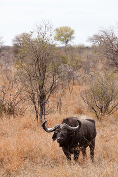 Buffalo standing in  dry grassland