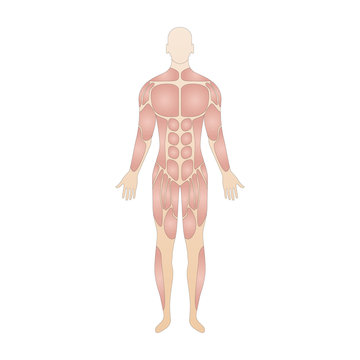Die Muskeln des menschlichen Körpers