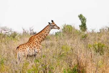 Giraffe standing in an African landscape