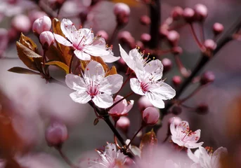Möbelaufkleber Kirschblüten © 200509313