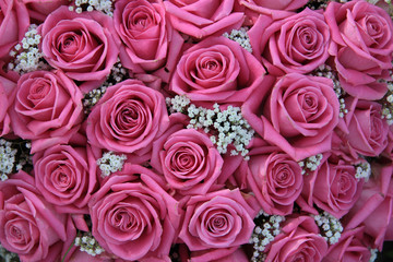 pink roses and white gypsophila