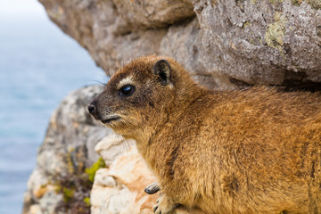 Hyrax animal lying between the rocks