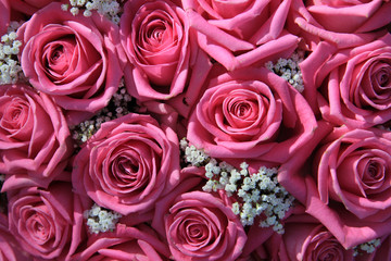 pink roses and white gypsophila