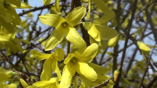 Forsytie im Wind