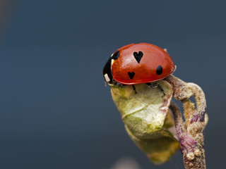 heart form love bug