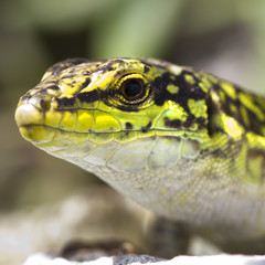 Lizard, Lucertola, sauro